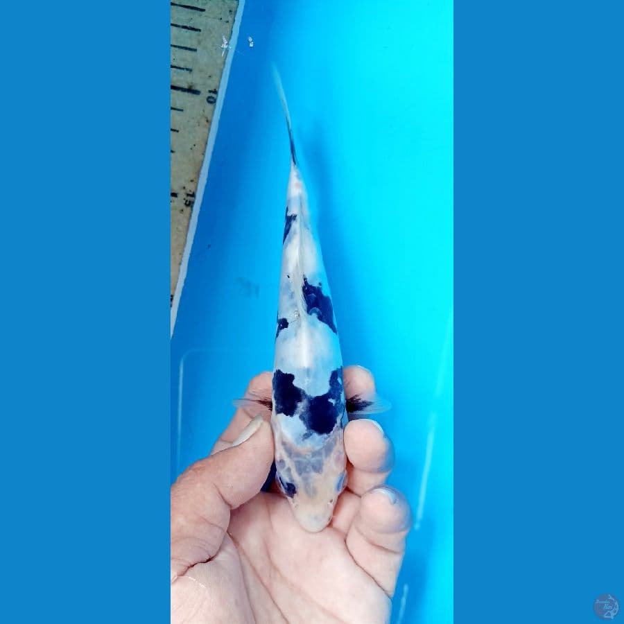 shiro doitsu 17cm