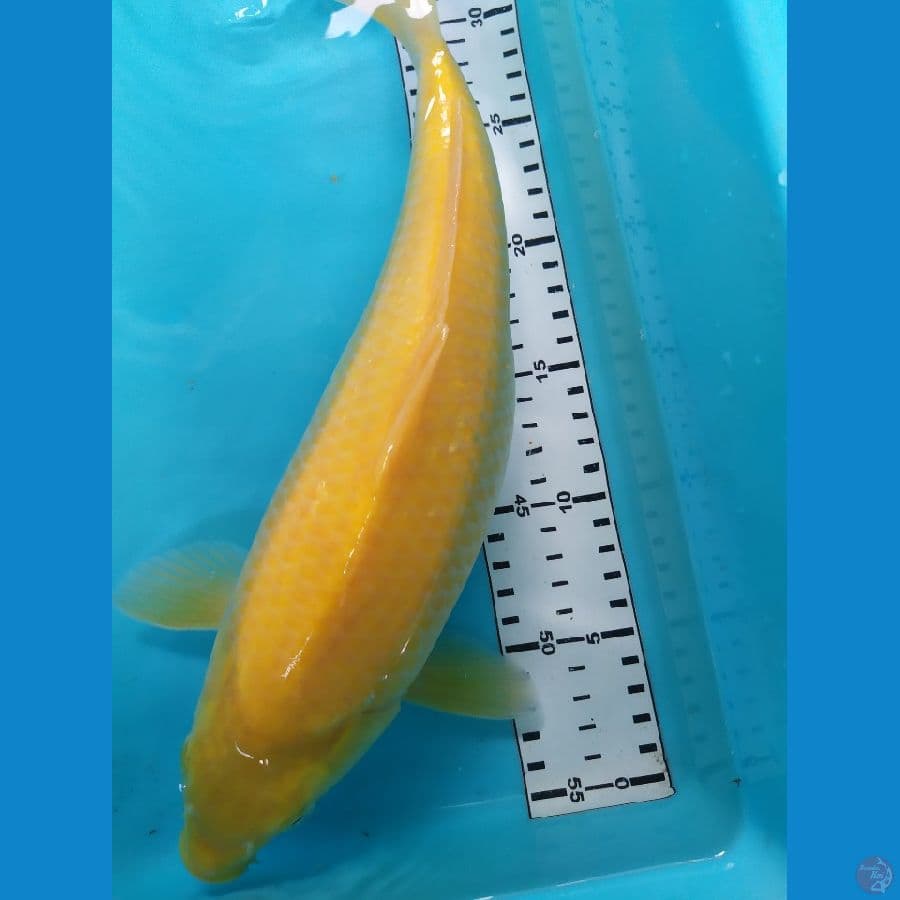 karasi punuk 34cm
