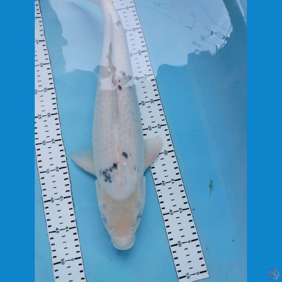 shiro tategoi 52cm clon induk prospek