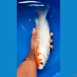 asagi putih