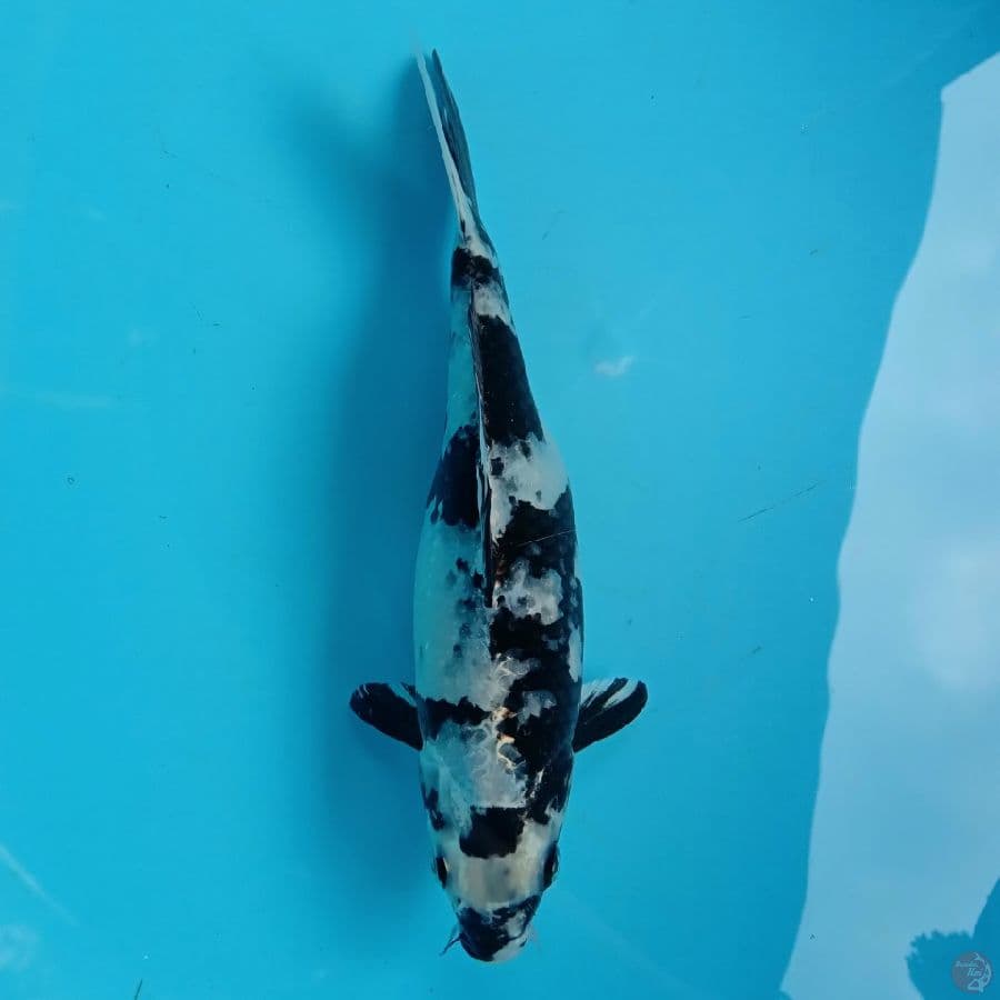GIN SHIRO FEMALE 25CM