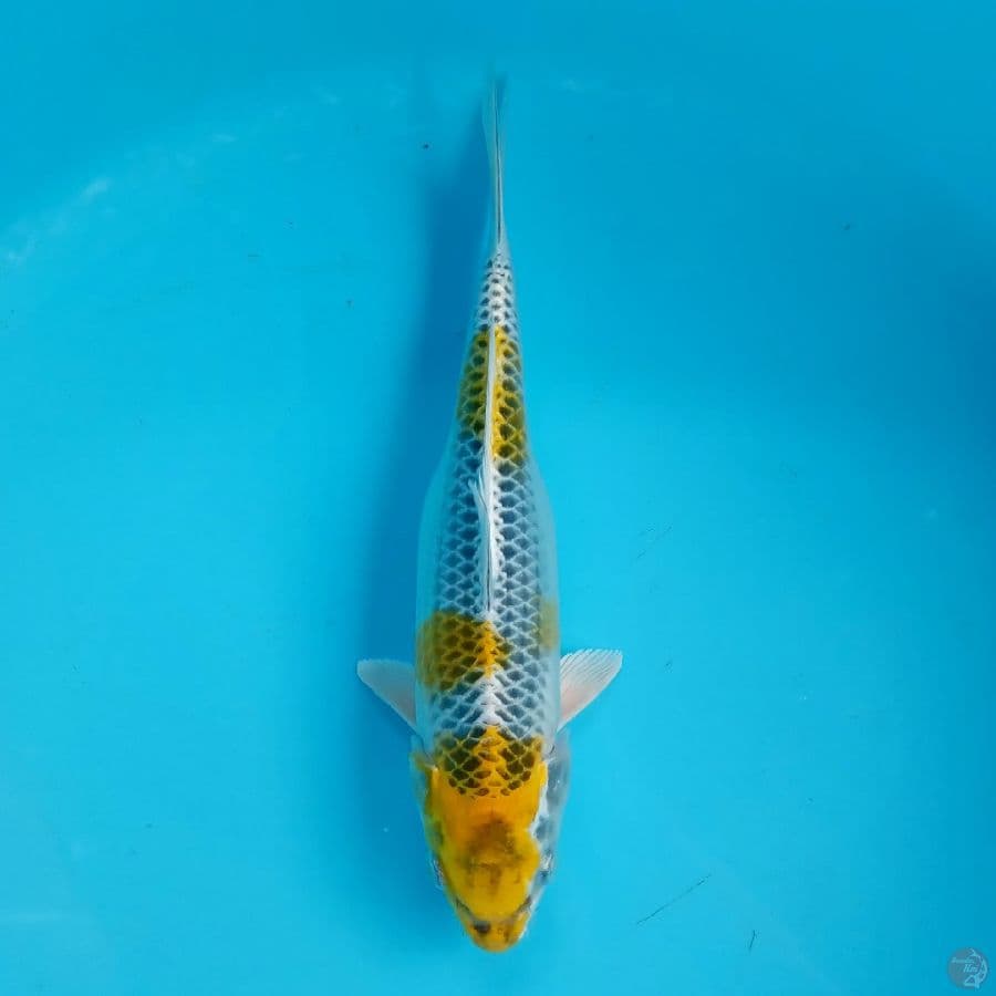 YELLOW KUJAKU 27CM