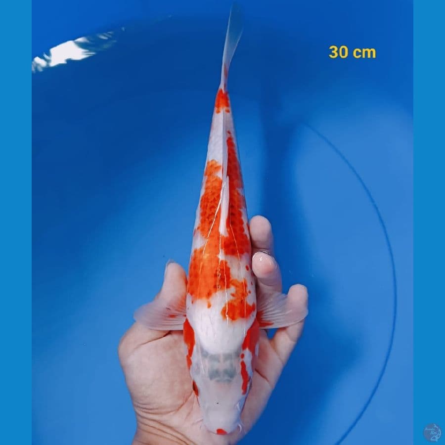 Ai Goromo 30 cm
