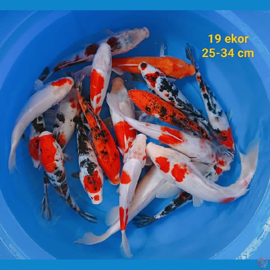 Mixs 19 ekor 25-34 cm