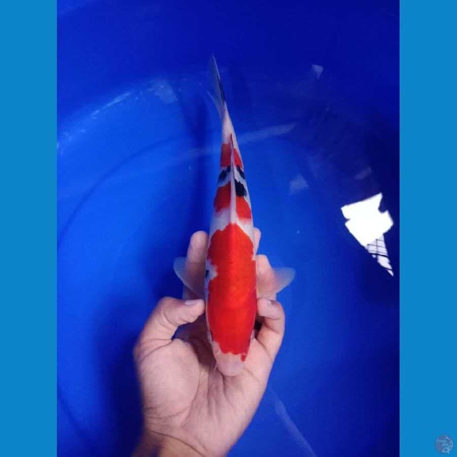 Sanke 27cm