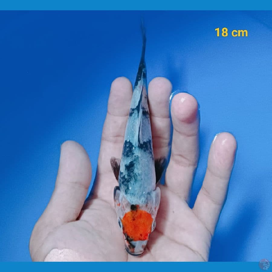 Tancho showa 18 cm
