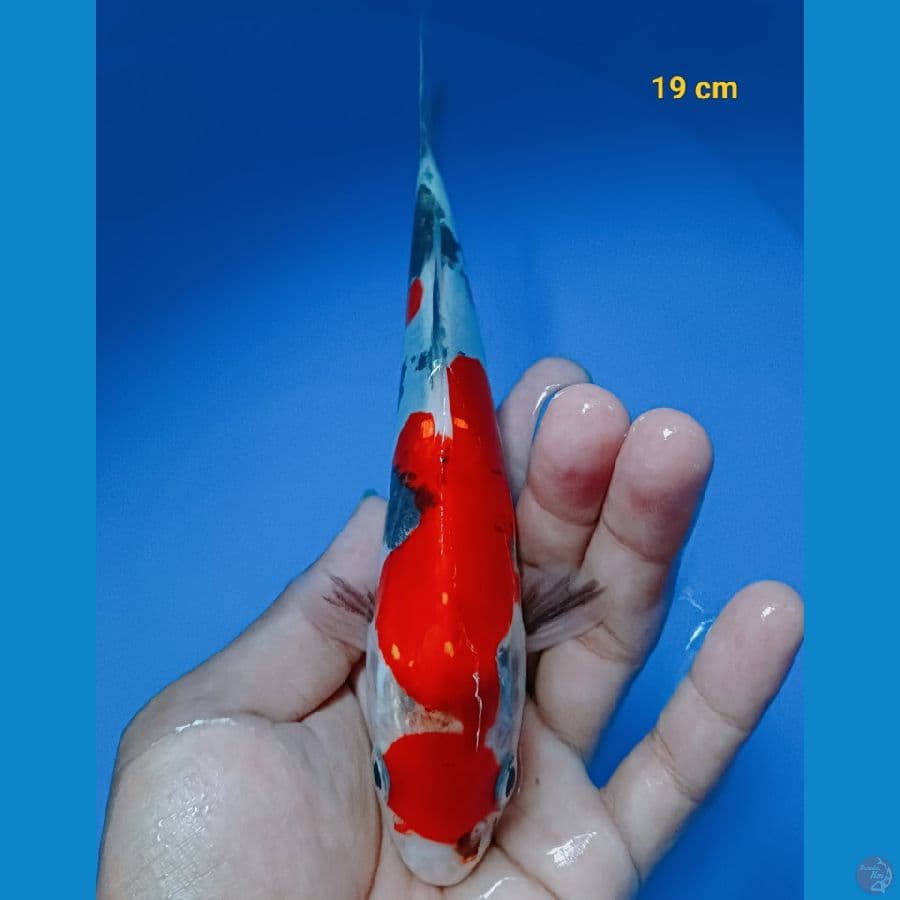 Maruten showa doit 19 cm