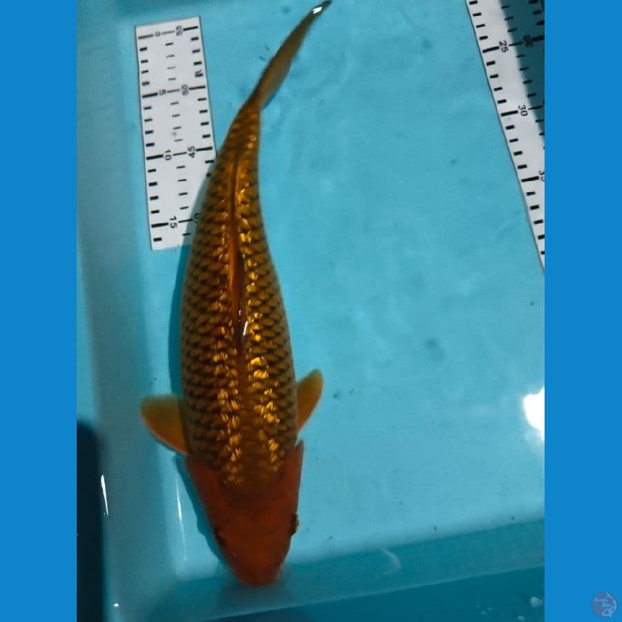 cagoi ginrin 34cm