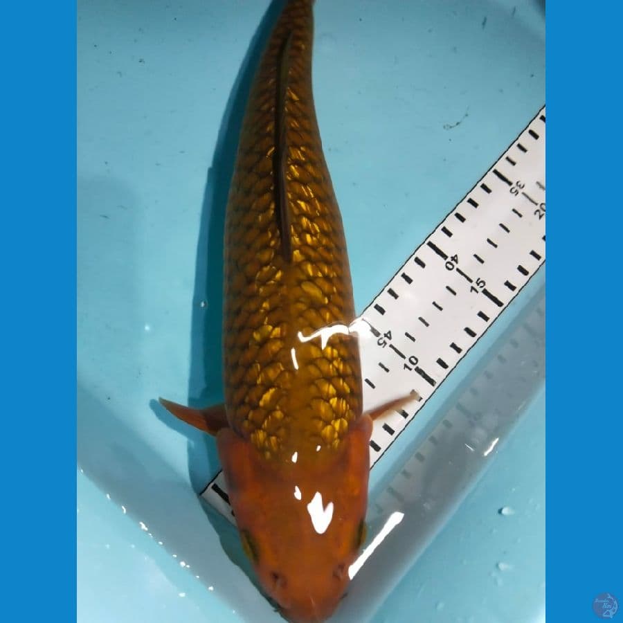 cagoi ginrin 32cm