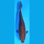 CHAGOI #35CM