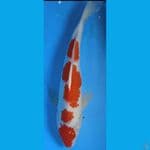 KOHAKU 4STEP #45CM MALE