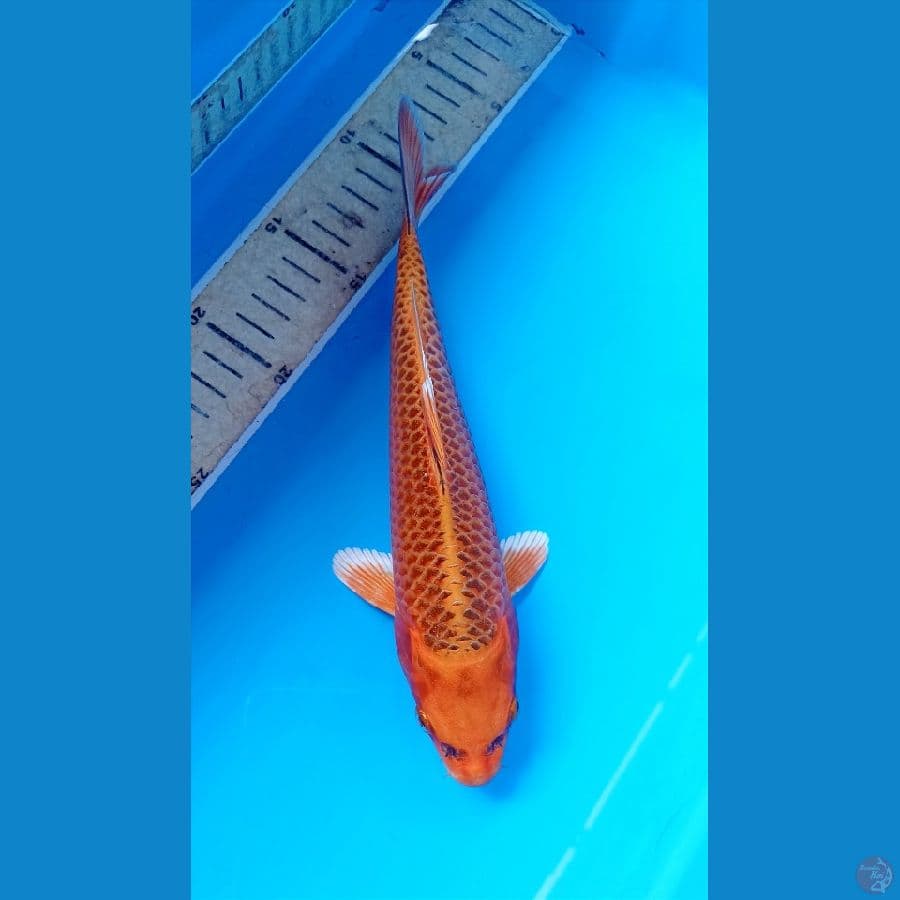 Ak madsuba 25cm