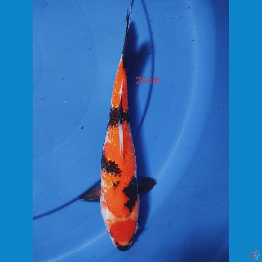 TANCHO SHOWA GINRIN 24 CM
