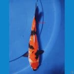 TANCHO SHOWA GINRIN 24 CM 
