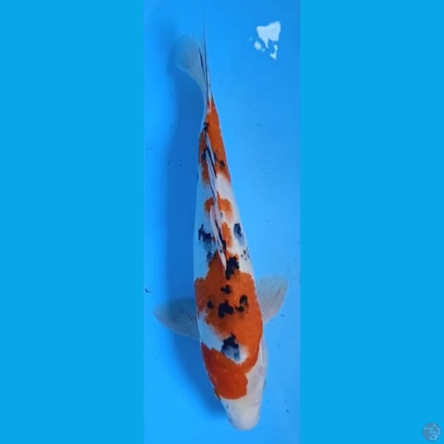 SANKE ORIGINAL #38CM