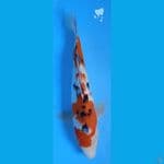 SANKE ORIGINAL #38CM 