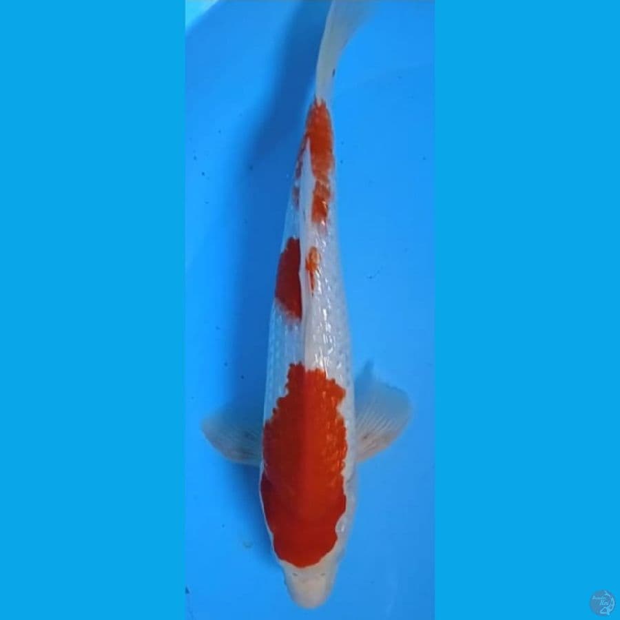 KOHAKU GINRIN #32cm MALE