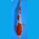 KOHAKU GINRIN #32cm MALE