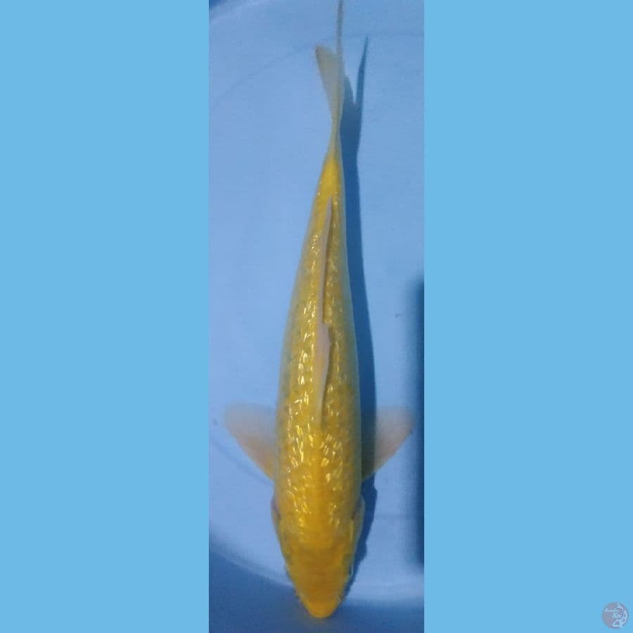 36cm MALE RED EYE KARASHI