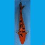AKA BEKKO #34cm 