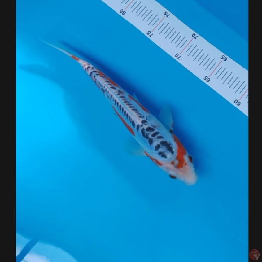 Koi Import Jepang Shusui (Sertifikat Yamaju) 29cm
