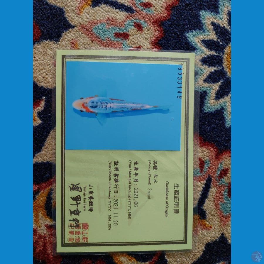 Koi Import Jepang Shusui (Sertifikat Yamaju) 29cm