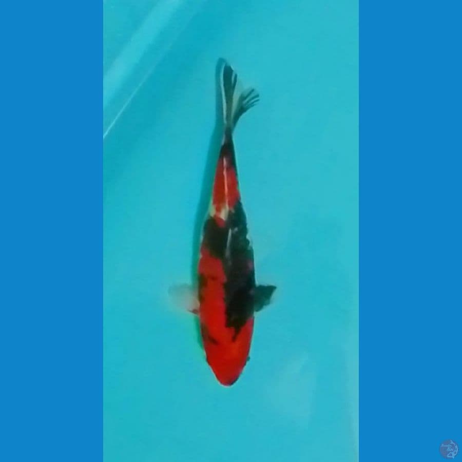 Hi Showa Strong 25cm (F)