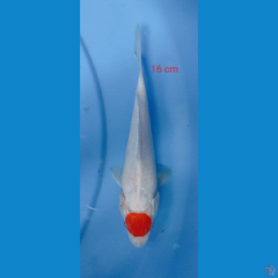 TANCHO 15 CM