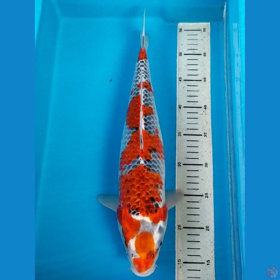 GOSHIKI 42 CM FEMALE