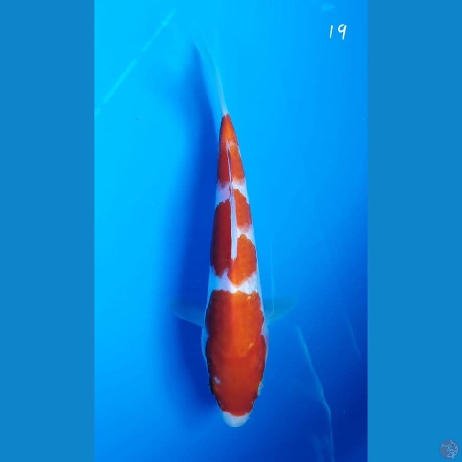 Kohaku 19cm
