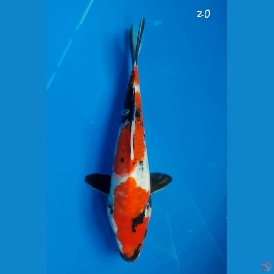 Showa 20cm