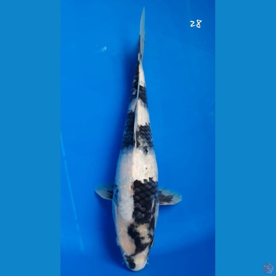 Shiro 28cm