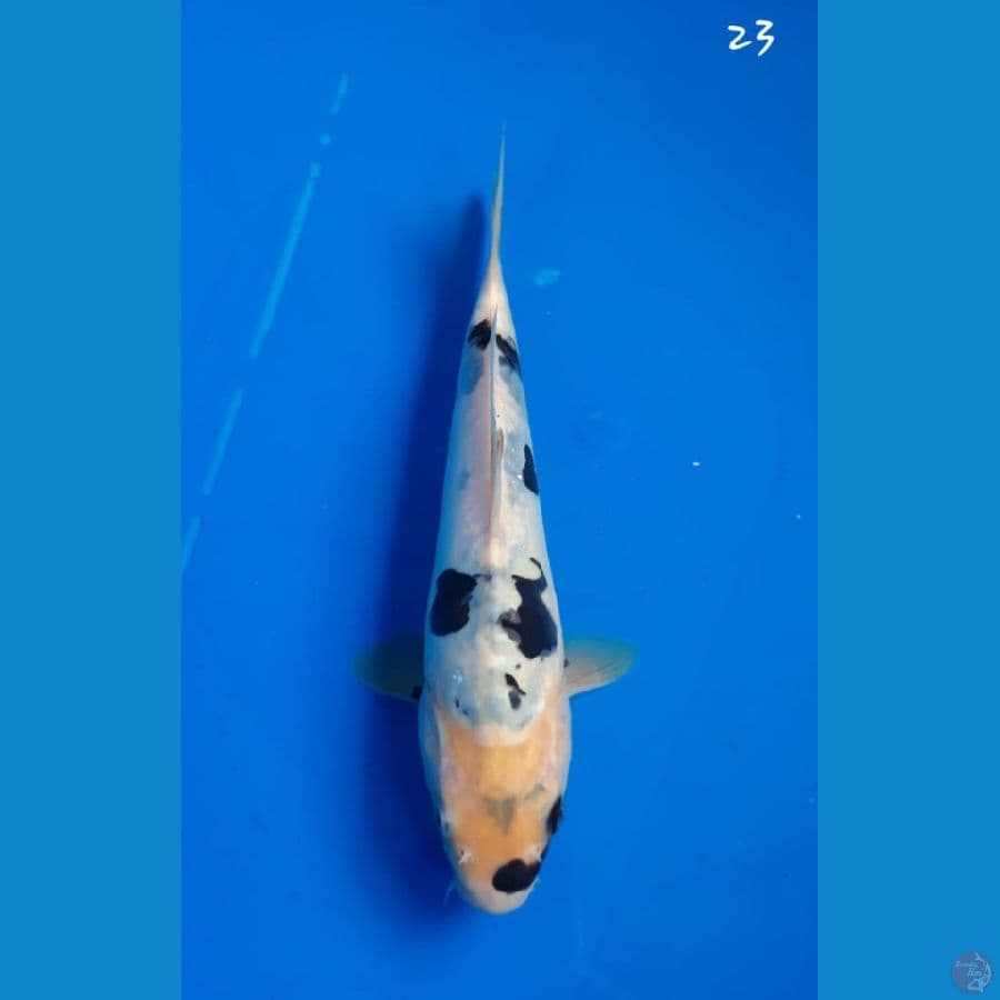 Shiro doitsu 23cm