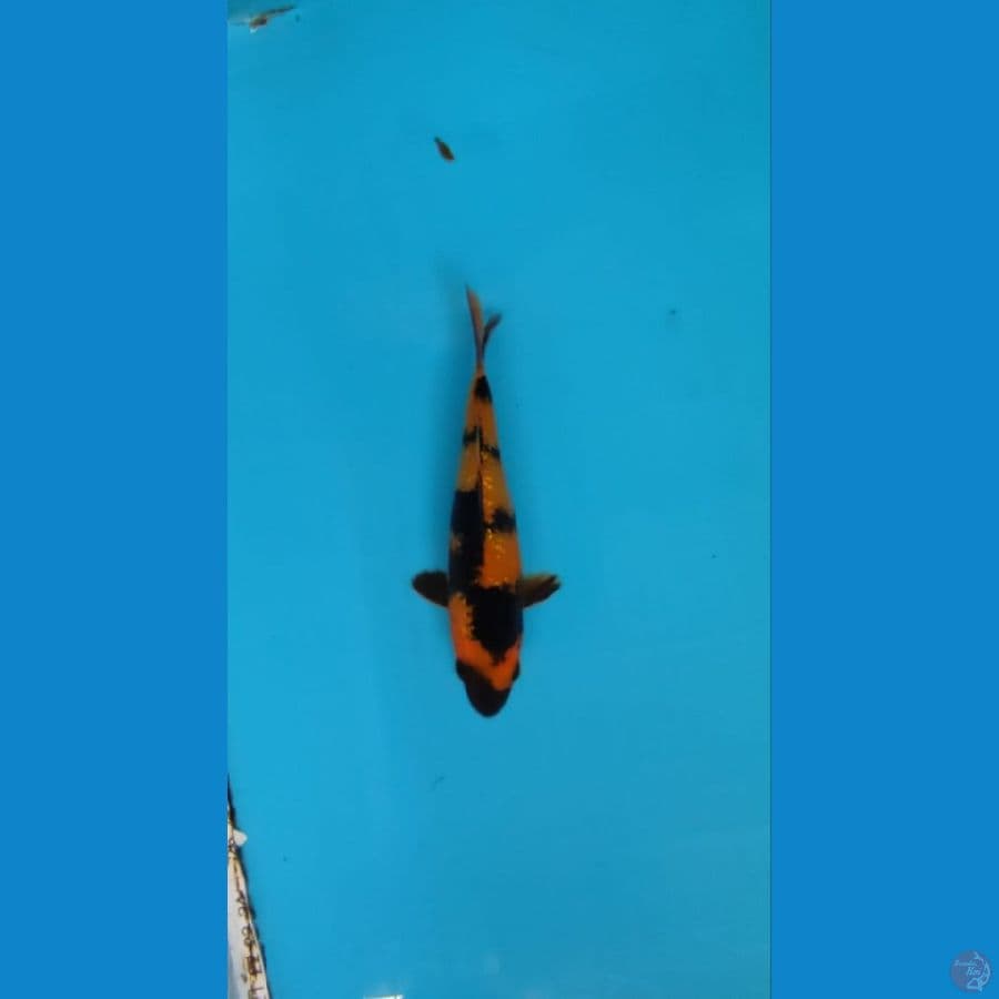 hi utsuri 18 cm