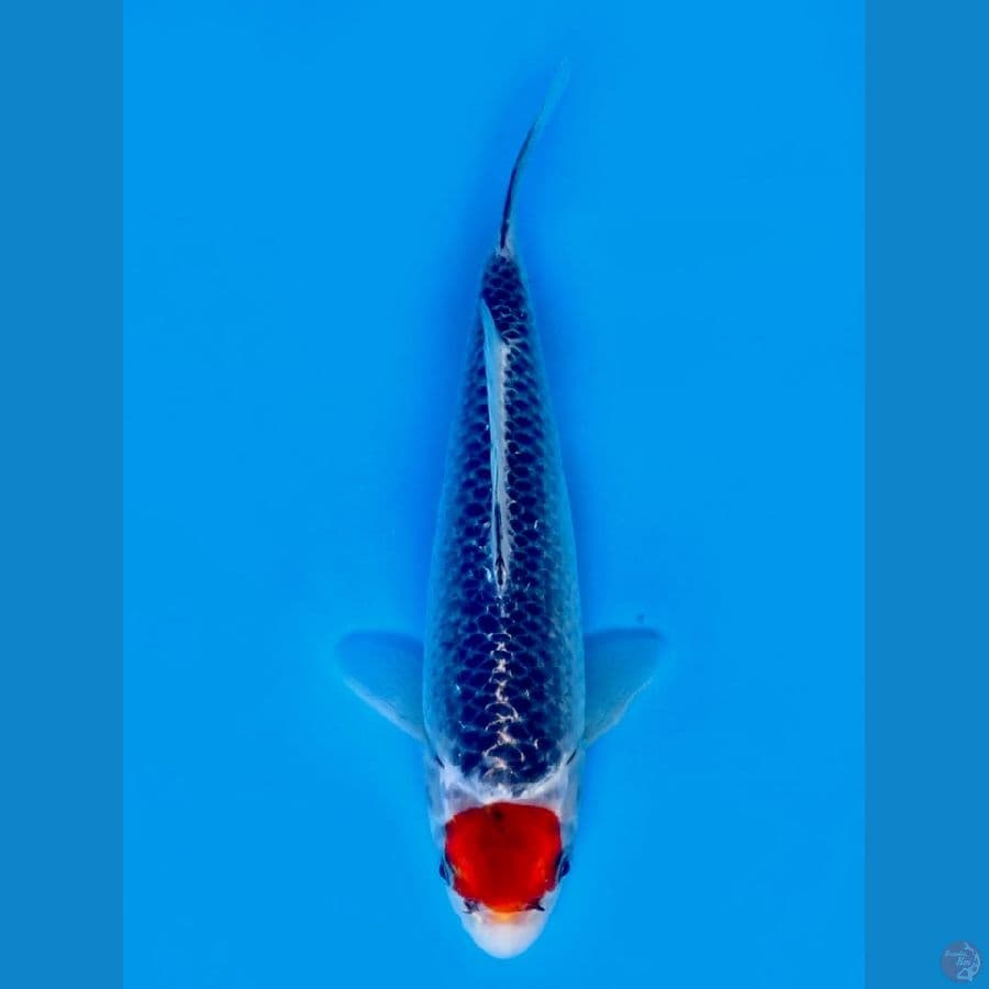 tancho gosiki 25cm 