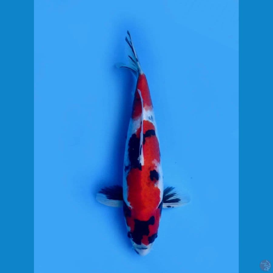 red showa male sq 33cm 