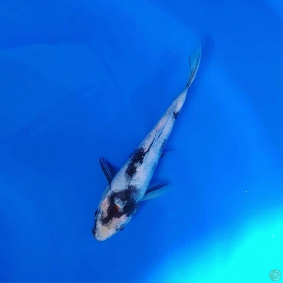 Koi Import Jepang Shiro Utsuri (Sertifikat Sekiguchi) 17cm Super