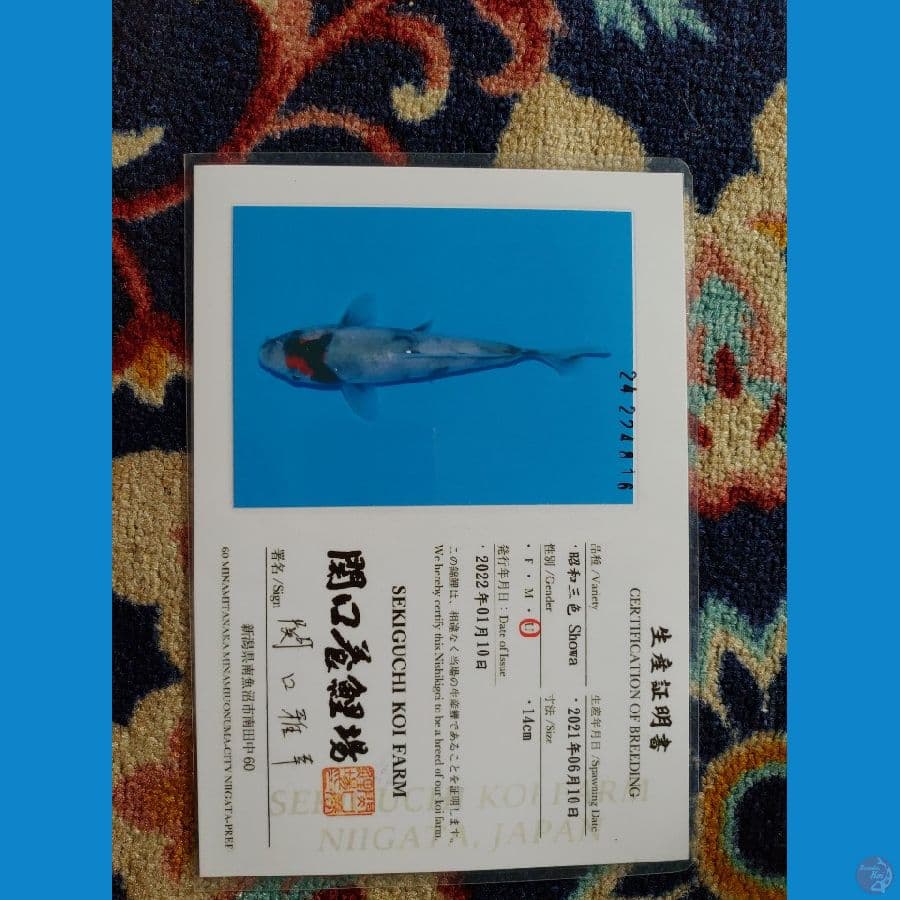 Koi Import Jepang Shiro Utsuri (Sertifikat Sekiguchi) 17cm Super