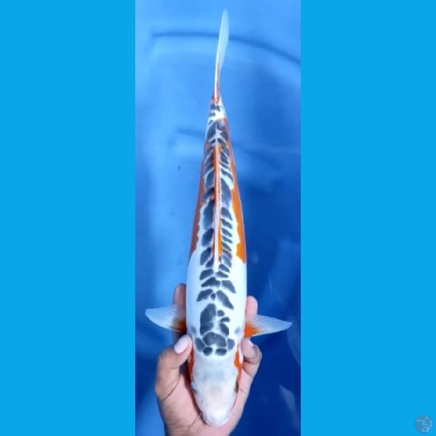 SHUSUI mantap #41cm