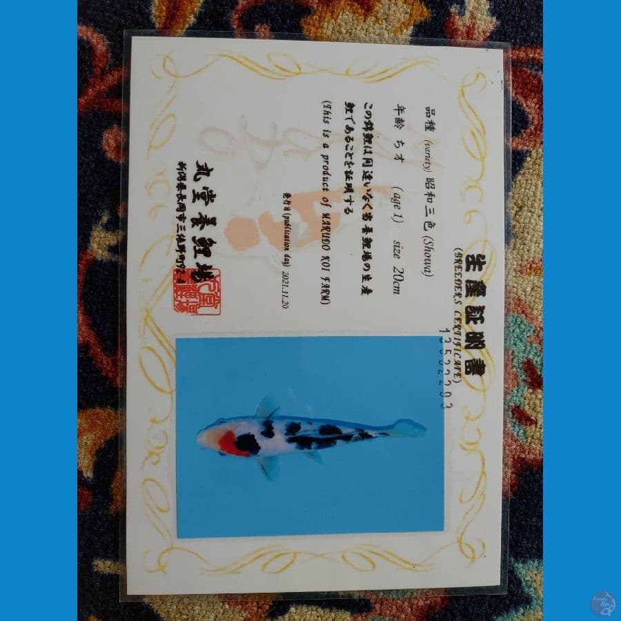 Koi Import Jepang Tancho Sanke (Sertifikat Marudo) 25cm Super