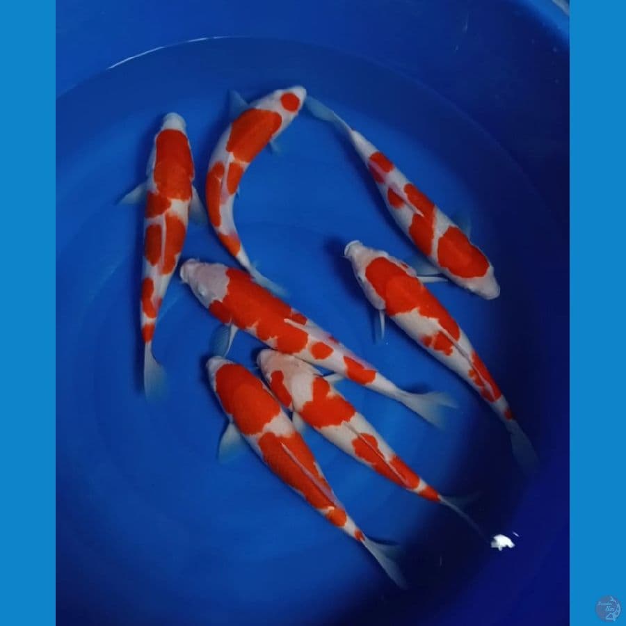 PAKET KOHAKU 35-39 CM
