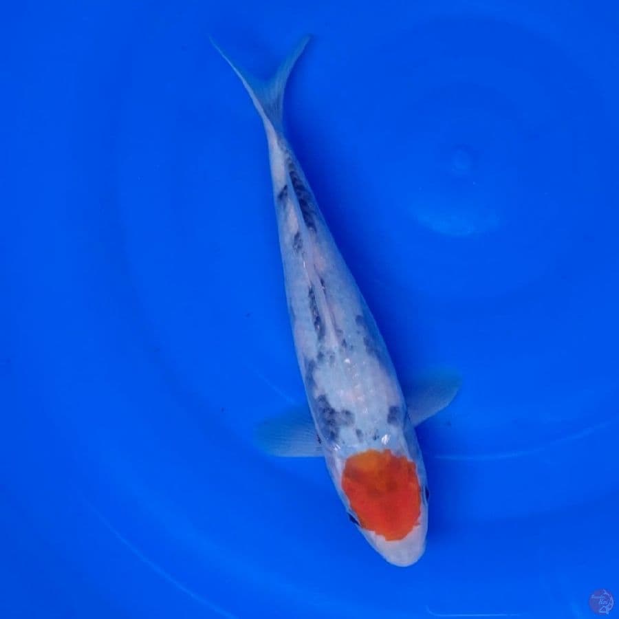 Koi Import Jepang Tancho Showa (Sertifikat Marudo) 25cm Super