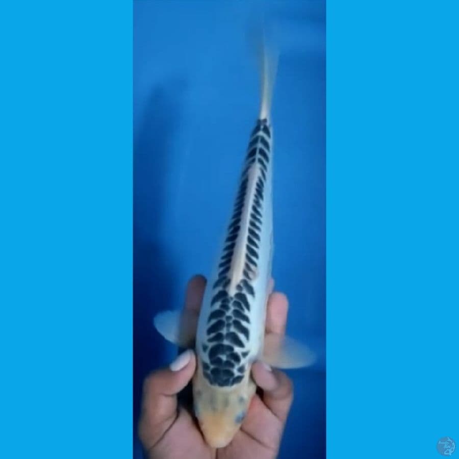 SUSHUI JANTAN MANTAP #29cm