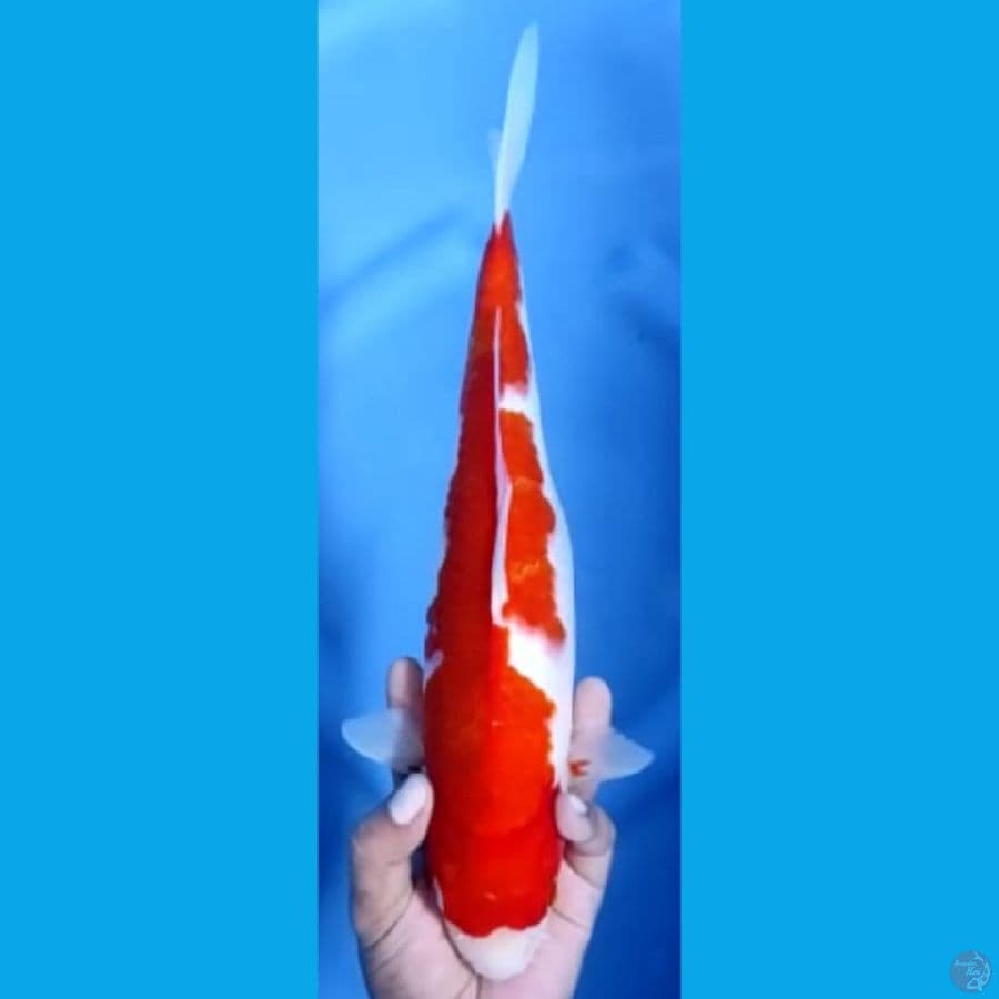AIGOROMO #35cm