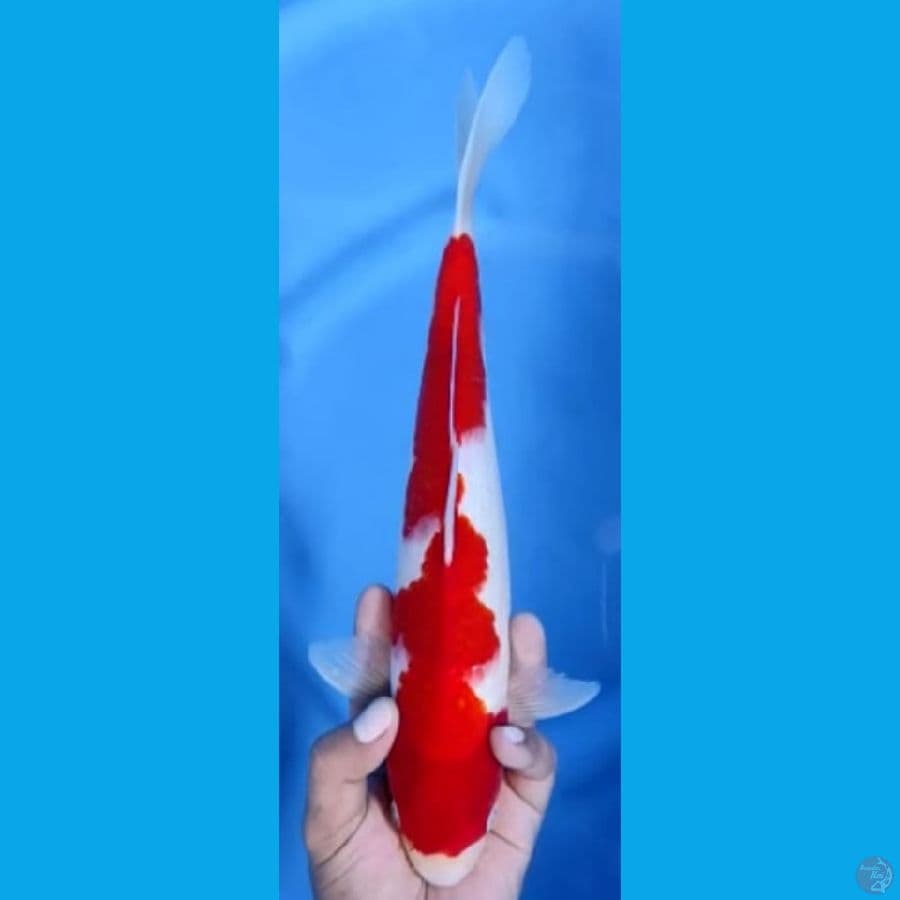 RED STRONG #33cm