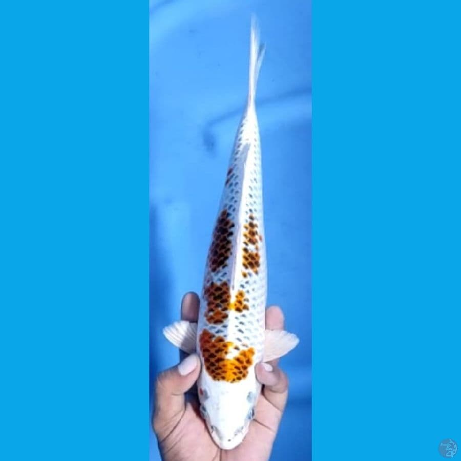 KUJAKU JANTAN #31cm