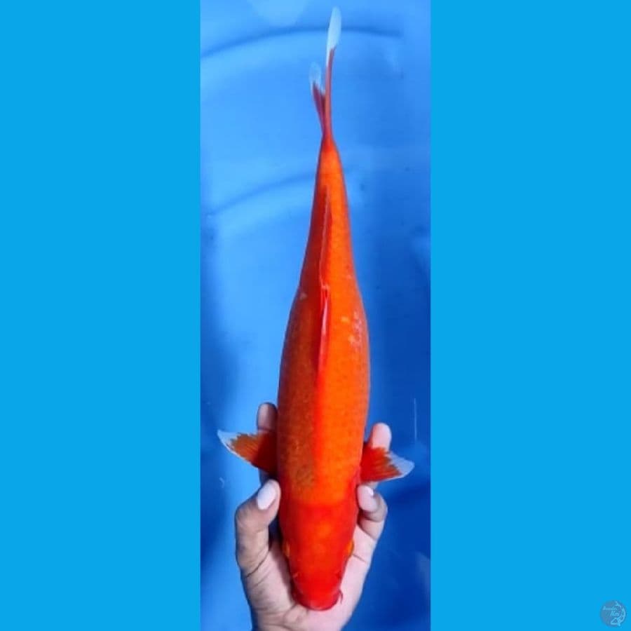 HAJIRO #38cm