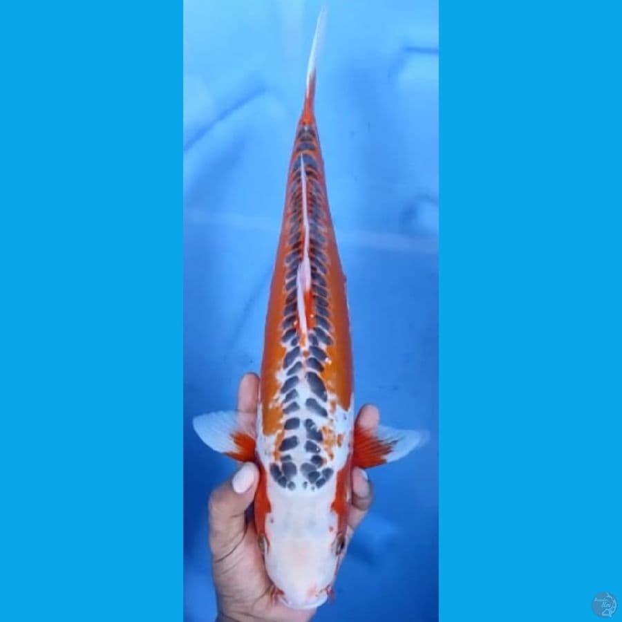 SUSHUI MANTAP #42cm