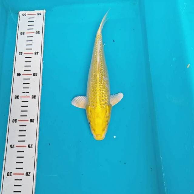 KINGINJRIN OGON