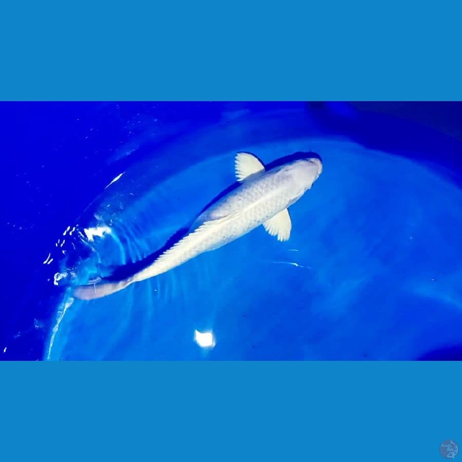 pelatitum 36 cm.